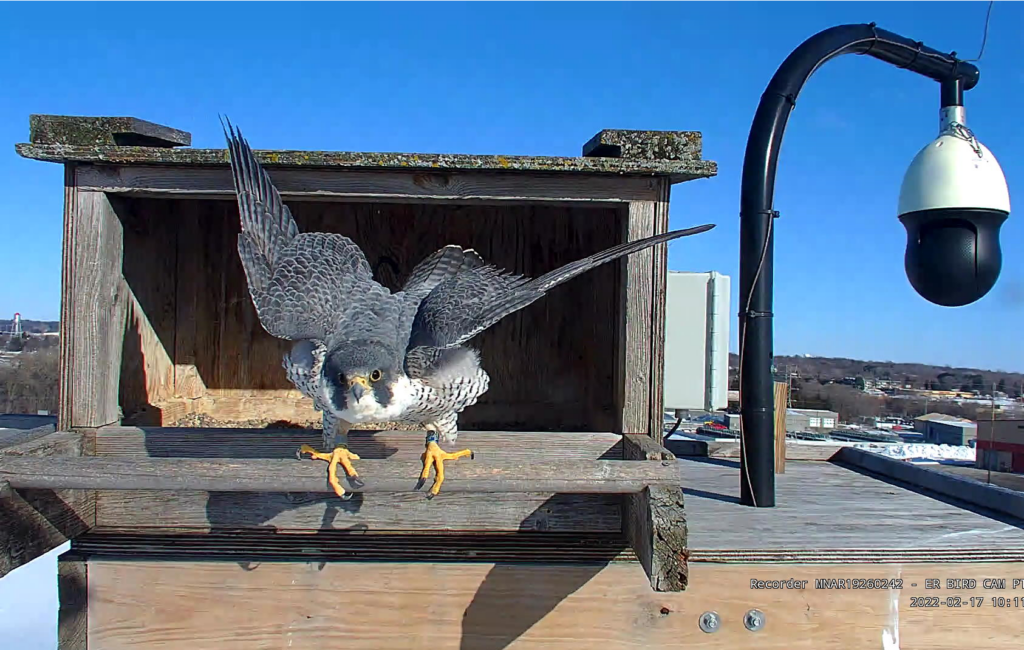 Breezy the peregrine falcon in the Great River Energy nest box