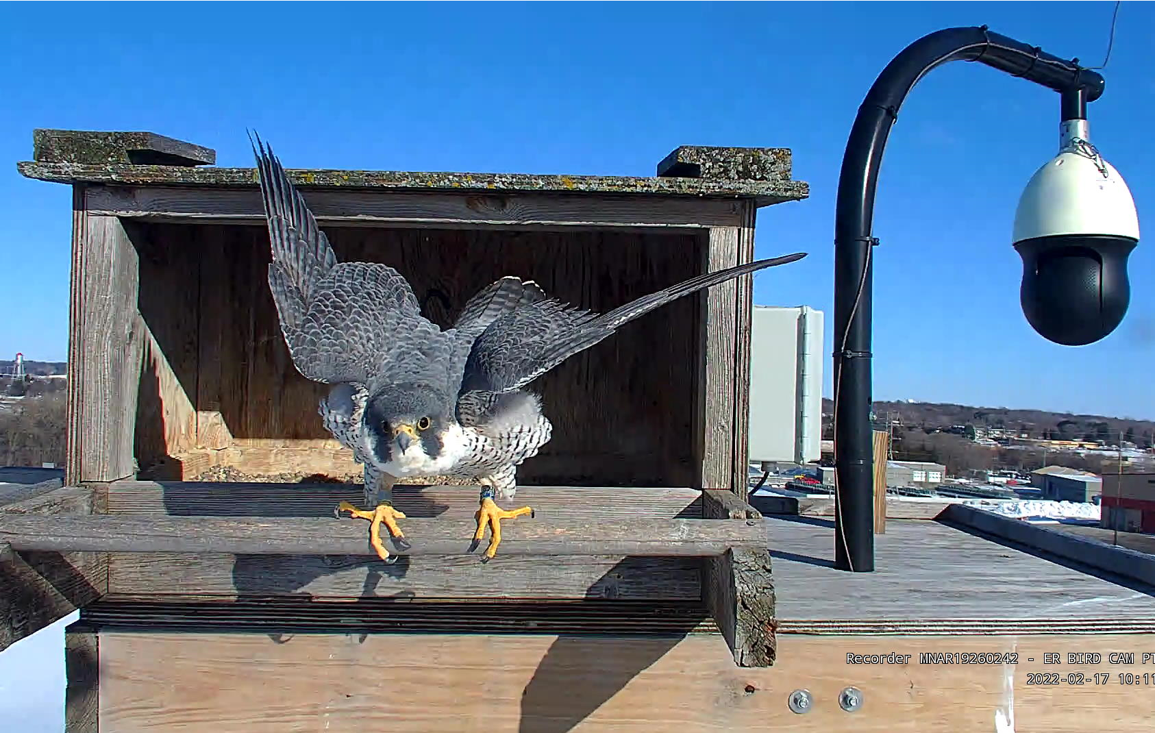 Great River Energy helps falcons spread their wings - Great River