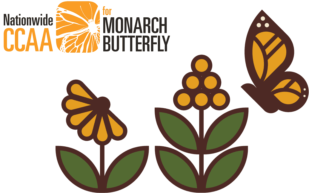Butterflies
